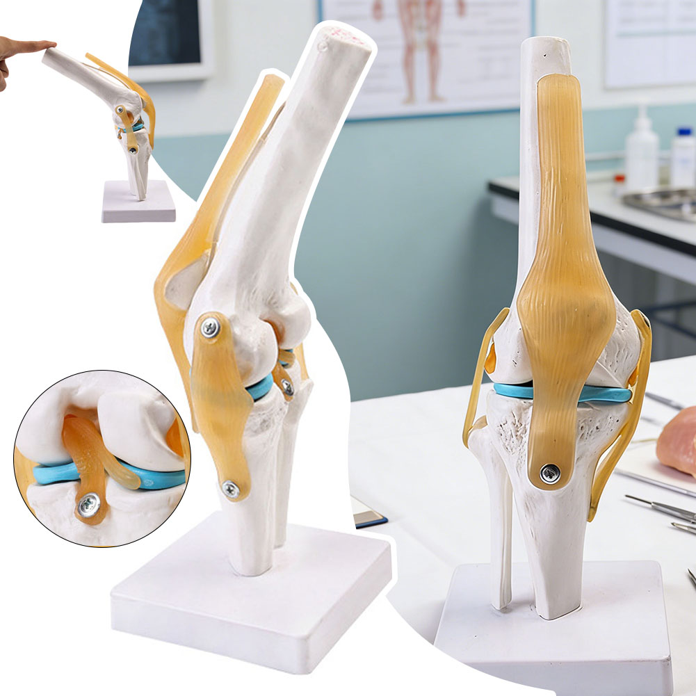 Science Hobbyist - Anatomisch medisch-kniegewrichtsmodel Menselijk kniegewrichtsmodel voor studenten