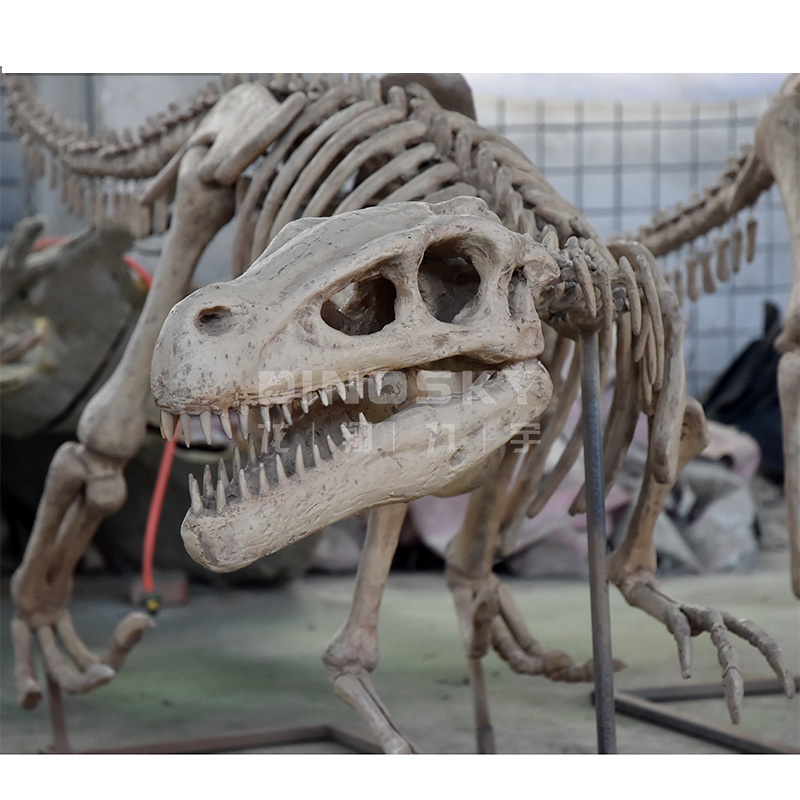 Science Exhibition Models - ATV&UTVResin Raptor Skelet Fossielen Dinosaurusmodel voor