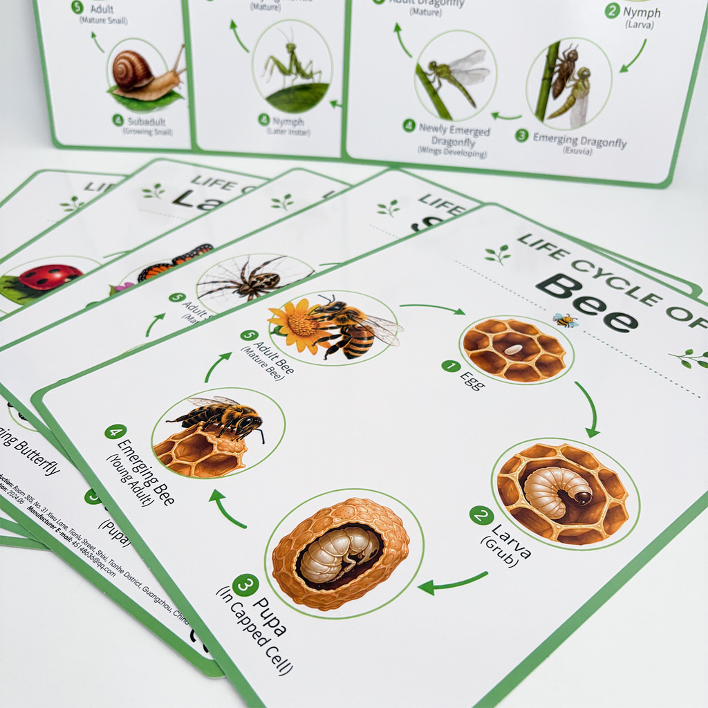 8-delige educatieve posters ov - Science Nature recensie en prijs