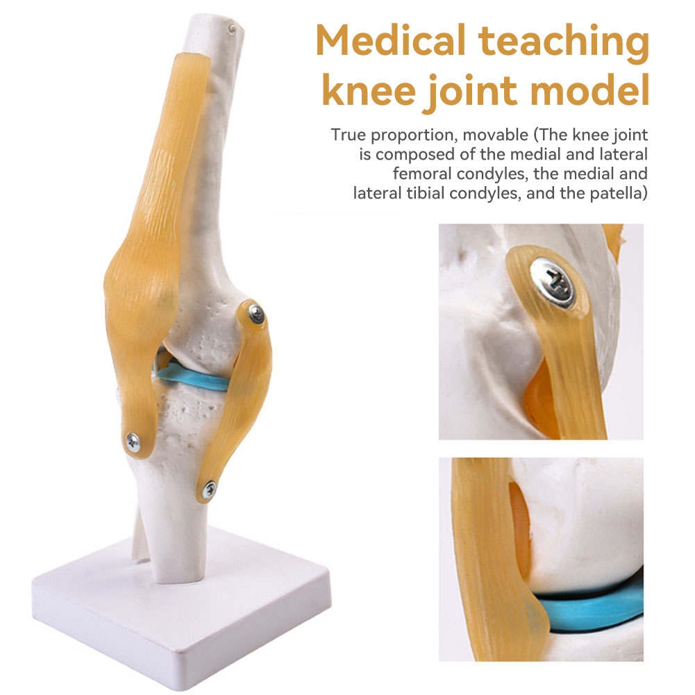 Anatomisch medisch-kniegewrich - Science Hobbyist recensie en prijs